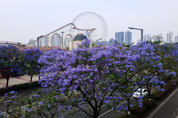 藍花楹浪漫綻放，城投花木守護城市詩意