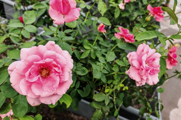 汗水潤花影，匠心筑綠韻 ——城投花木公司高效完成月季養(yǎng)護(hù)與城市布景工作